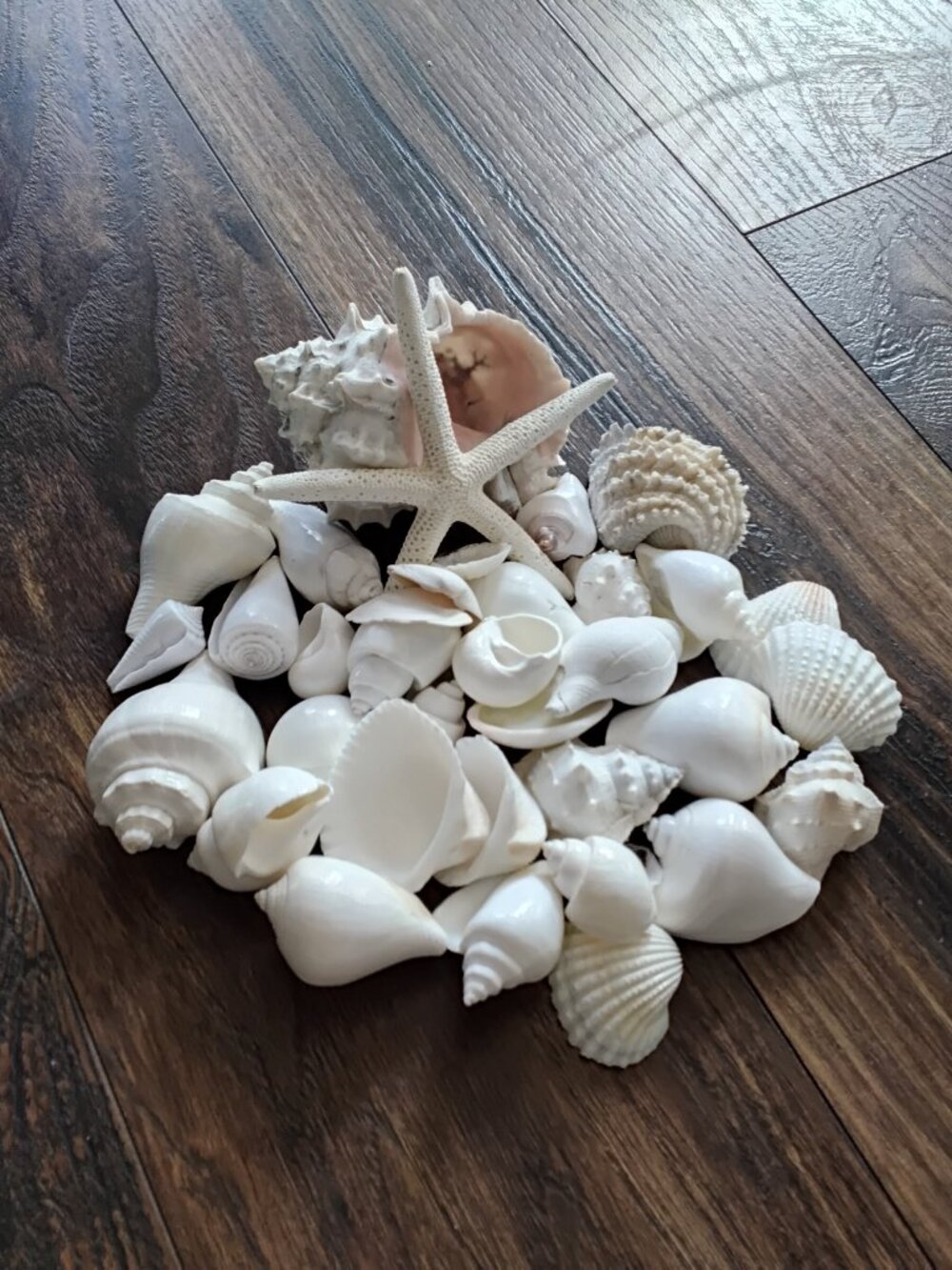 Lot of 38 Assorted Seashells of Various Specimens & Sizes. Beach Coastal Decor